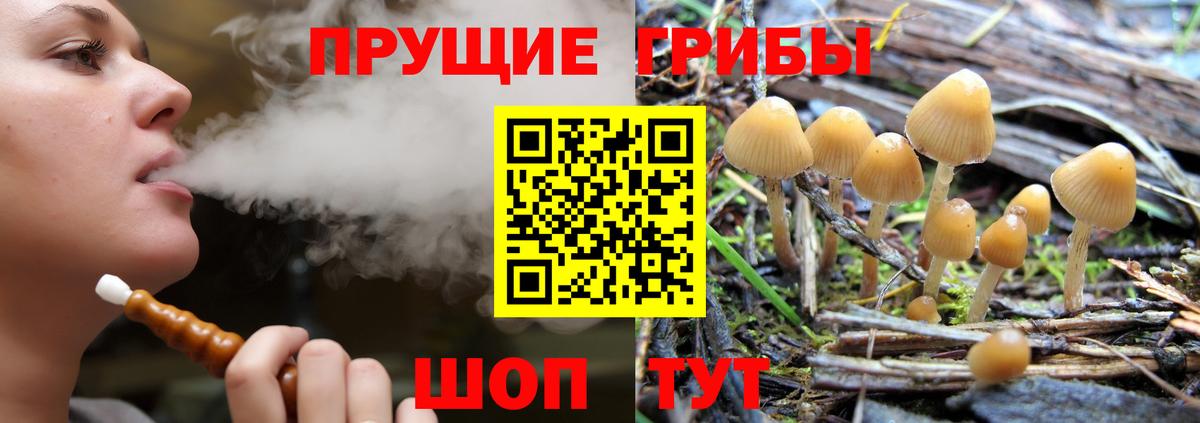 Тулун  Галлюциногенные грибы прущие грибы  Вход с VPN  Галлюциногенные грибы ЛСД 